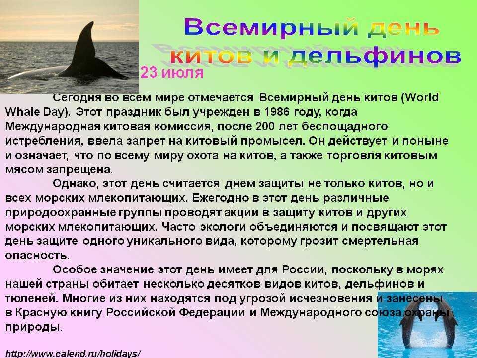 19 февраля — всемирный день китов и дельфинов