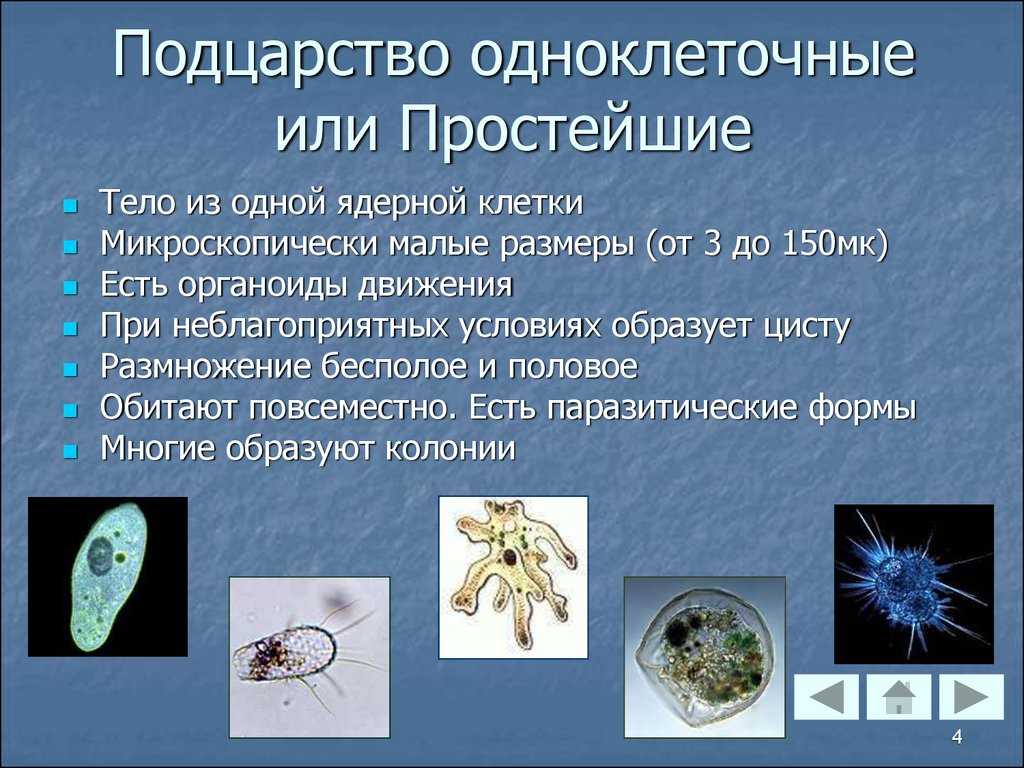 Одноклеточные организмы список с названиями и примерами