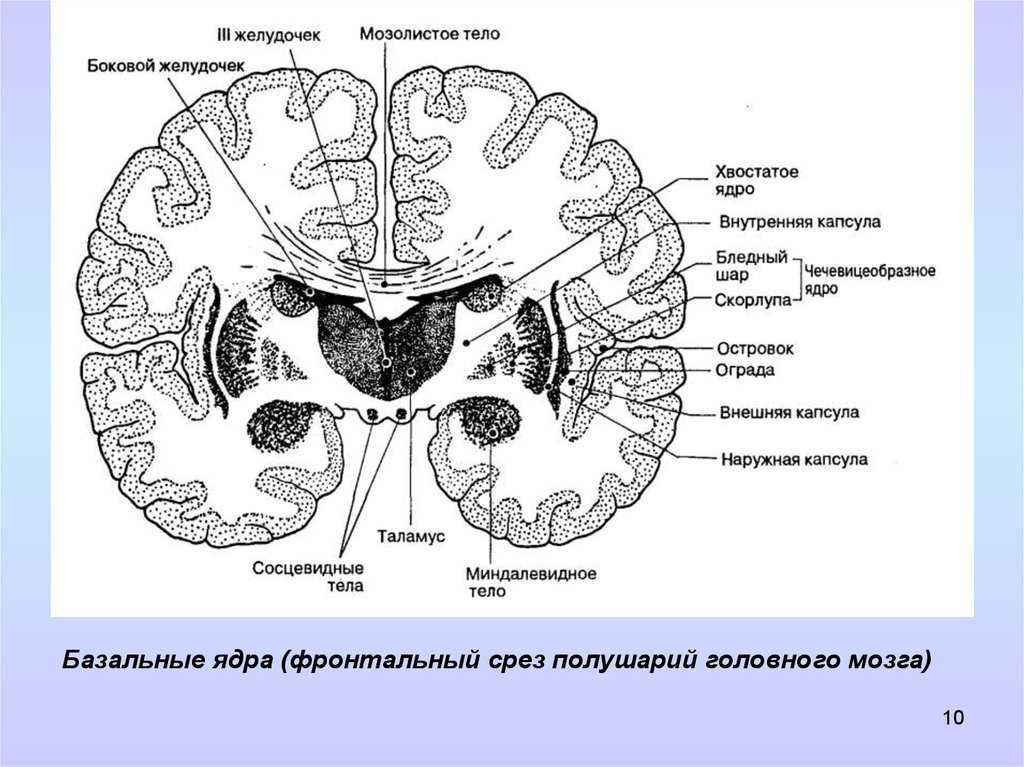 Базальные ганглии строение рисунок