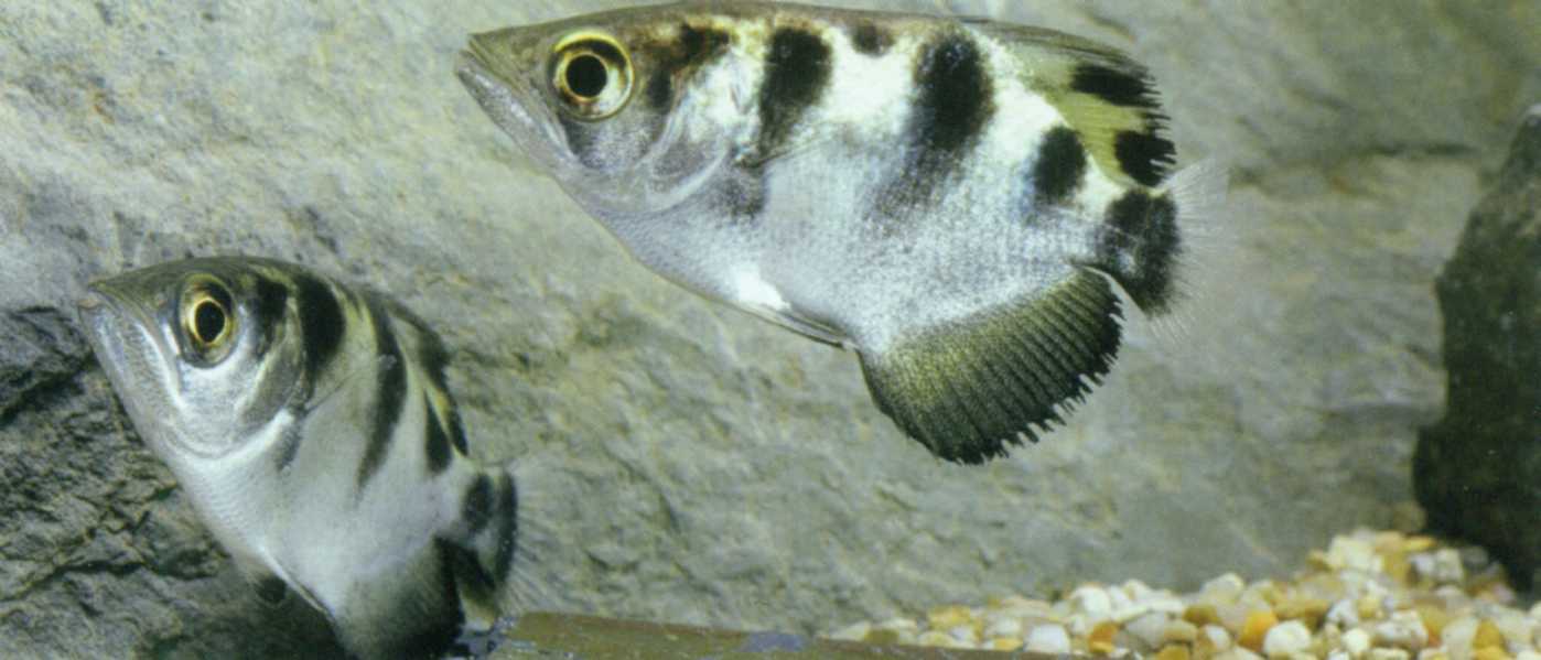 Рыба-брызгун, которая плюется водой: описание, условия содержания