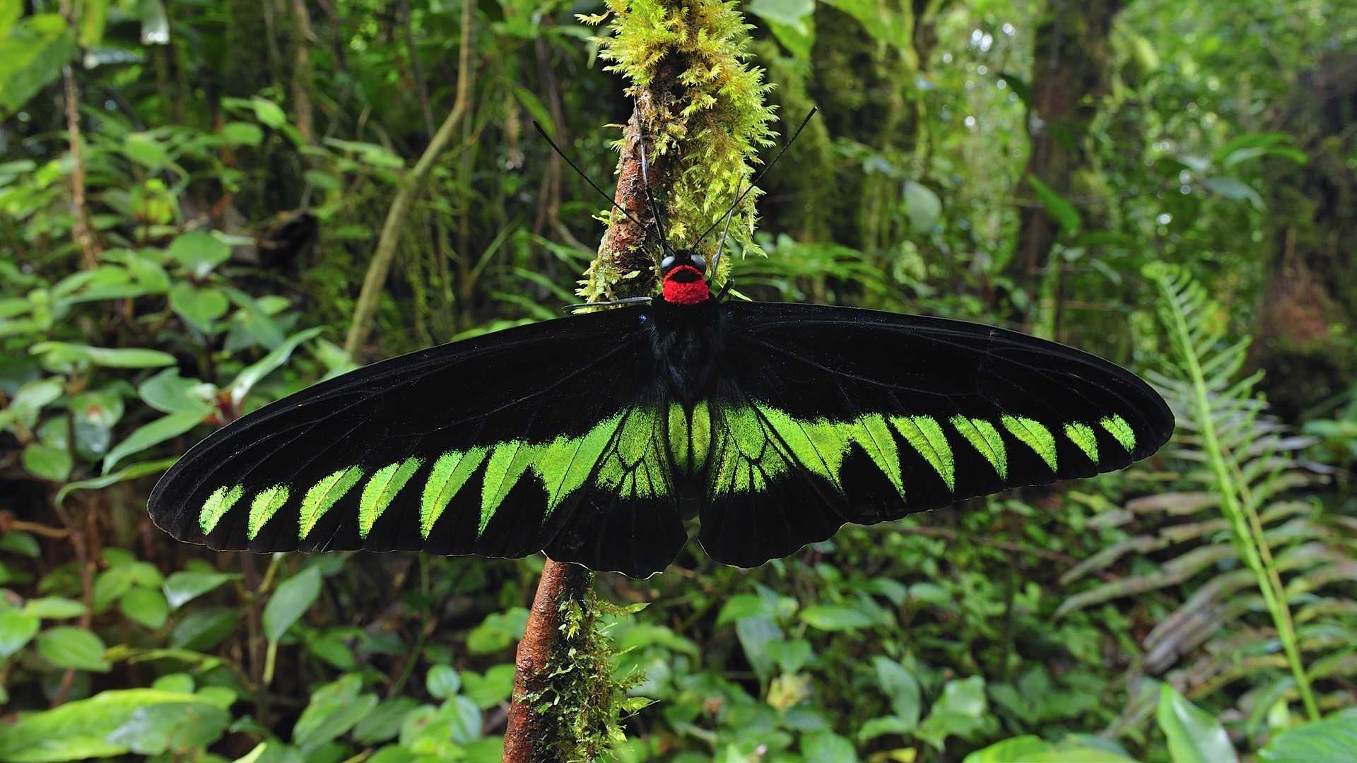 Экваториальные леса Африки насекомые