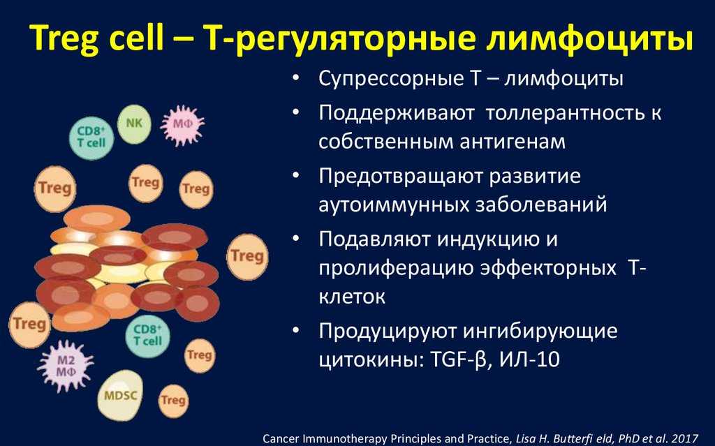 Эффекторные т клетки