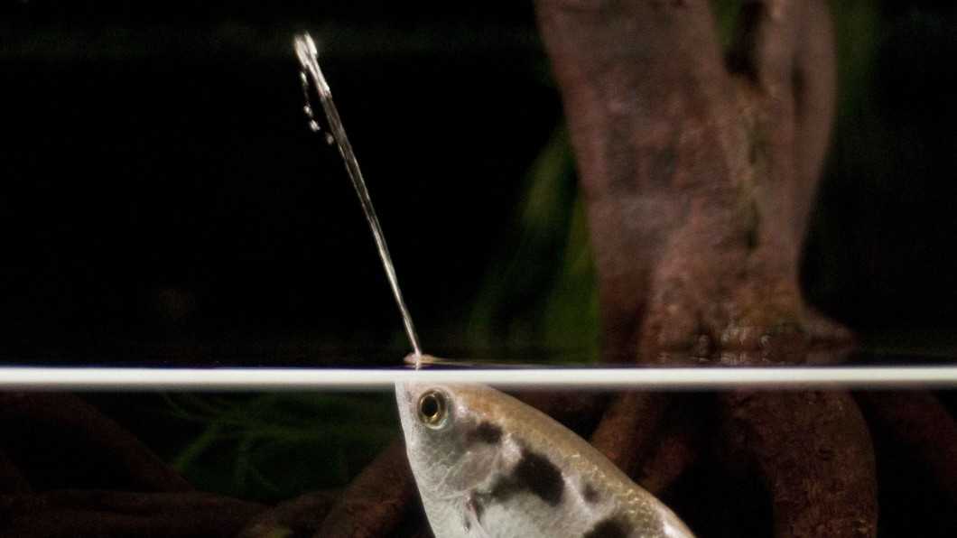 Удивительная рыба - брызгун полосатый или обычный окунь