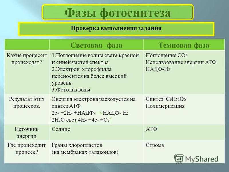 Фотосинтез. общее уравнение фотосинтеза презентация, доклад