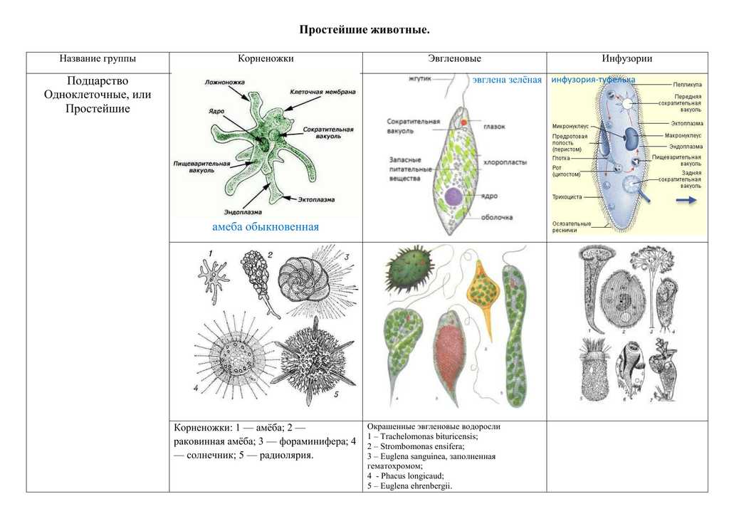 Строение и классификация простейших одноклеточных организмов