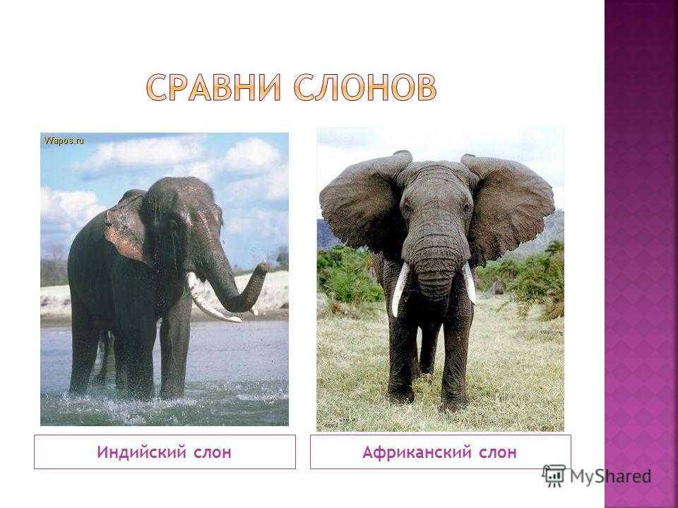 Почему слоны большие?. простые вопросы. книга, похожая на энциклопедию
