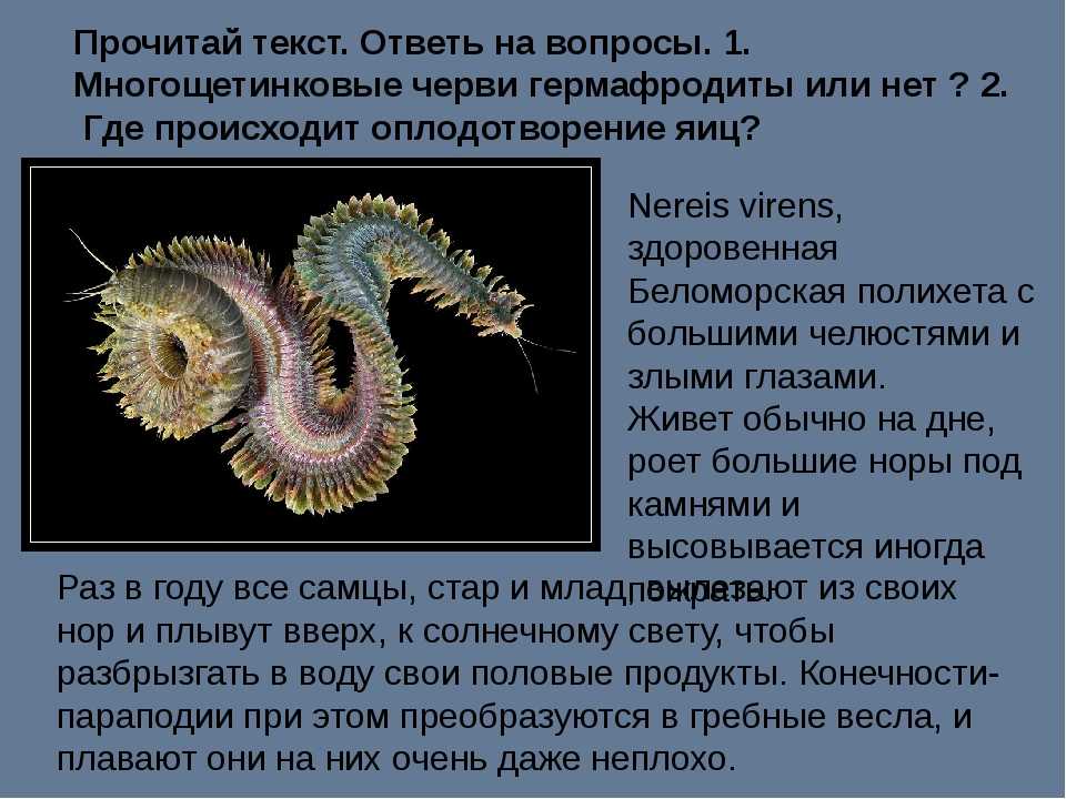 Форма кольчатых червей. Многощетинковые кольчатые черви. Многощетинковые черви многощетинковые черви. Кольчатый червь многощетинковые черви. Многощетинковые черви полихеты.
