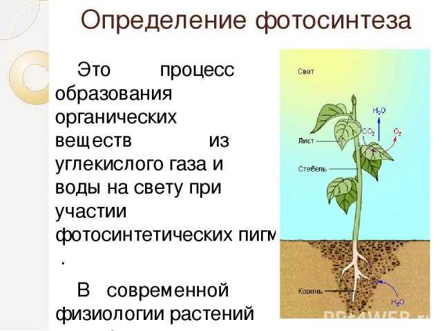 Место образования органических веществ в растении. Схема процесса фотосинтеза. Фотосинтез физиология растений. Процесс фотосинтеза у растений. Как происходит процесс фотосинтеза.