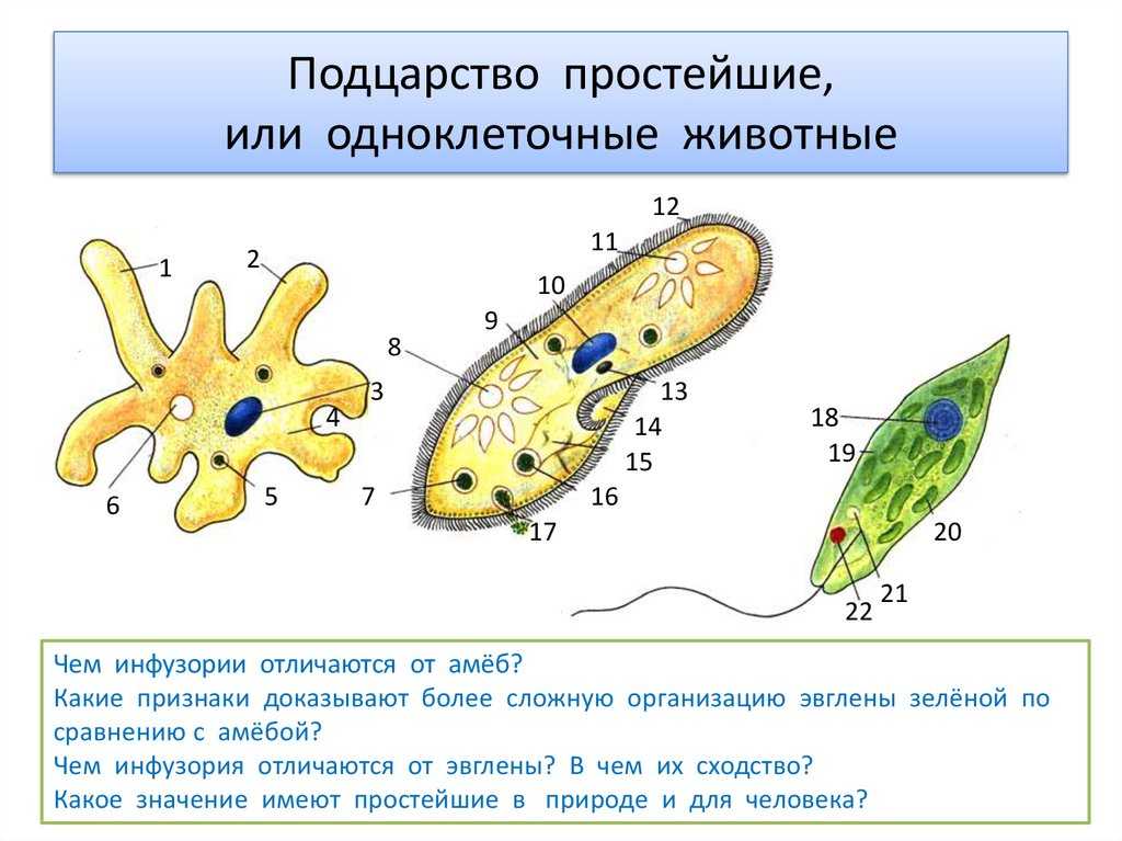 Одноклеточные организмы: примеры и среда обитания, типы и названия, органоиды