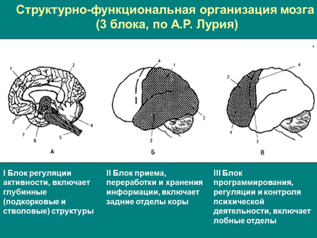 Головной мозг из трех отделов реберное дыхание. Структурно-функциональная организация мозга 3 блока. Структурно функциональная организация мозга по Лурия блоки. Три блока головного мозга по Лурия. Блоки мозга по Лурия 1 блок.