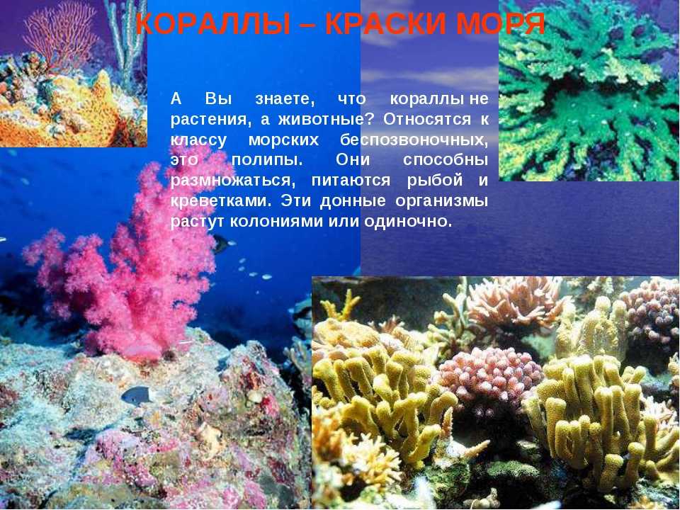 Почему коралловые рифы важны для человечества и как их спасти от гибели? - hi-news.ru