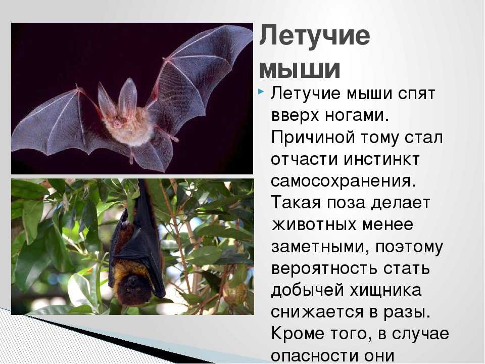 Летучая мышь животное. описание, особенности, виды и среда обитания летучей мыши | живность.ру