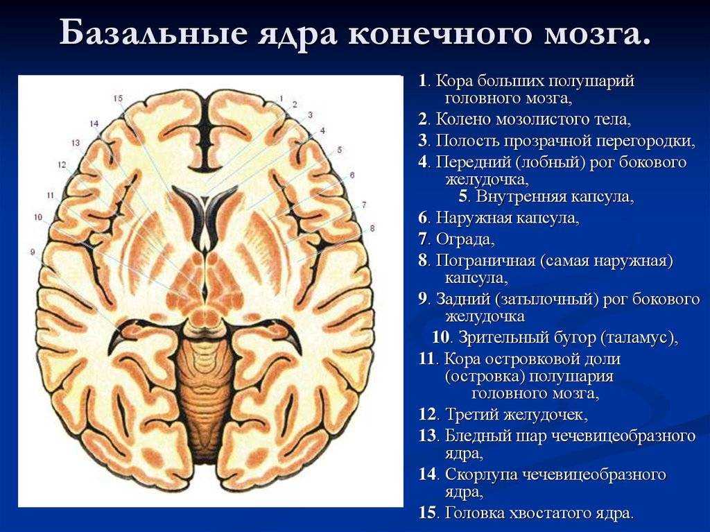 Базальные ядра схема