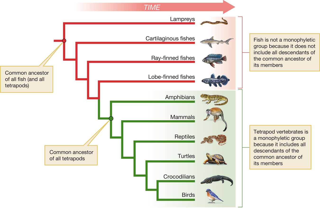 Процесс эволюции животных, или история развития фауны на земле