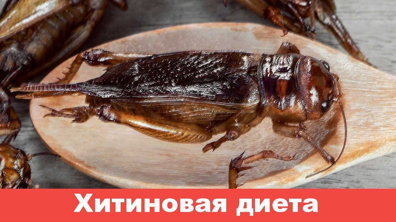 Насекомоедение - хитиновая диета