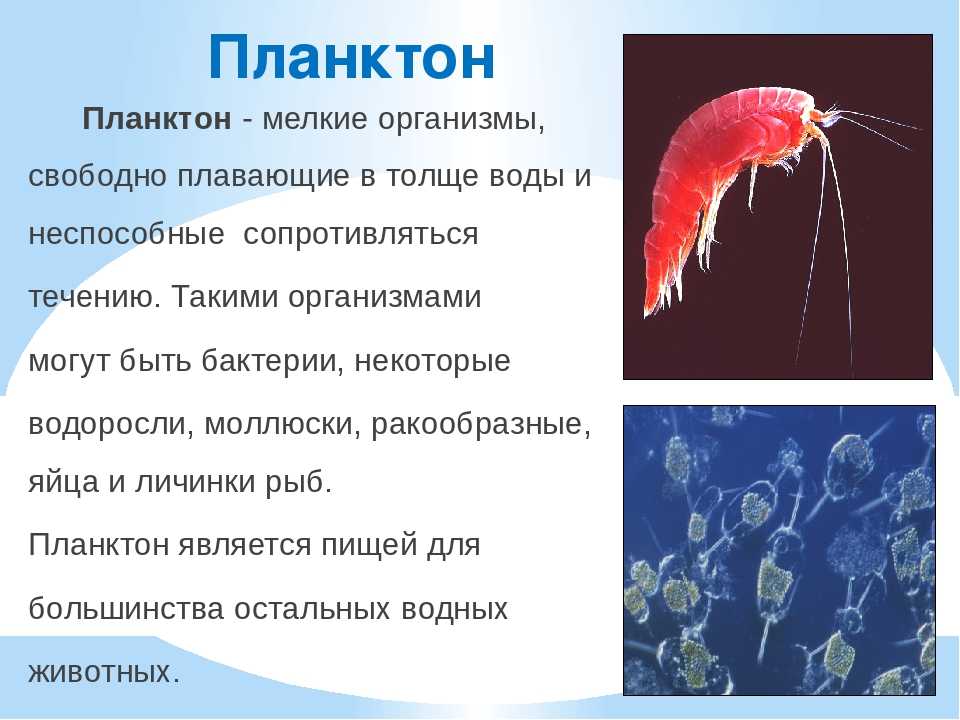 Фитопланктон - phytoplankton - abcdef.wiki