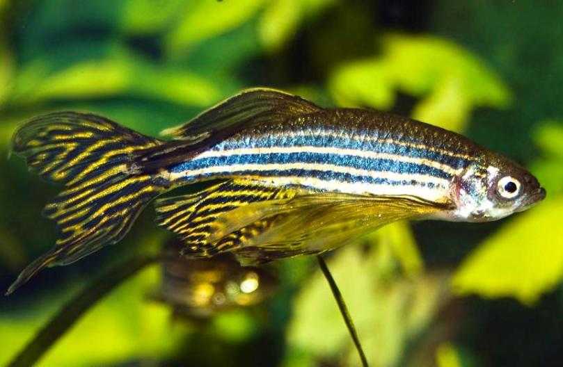 Данио рерио рыбка. описание, особенности, виды, содержание и уход