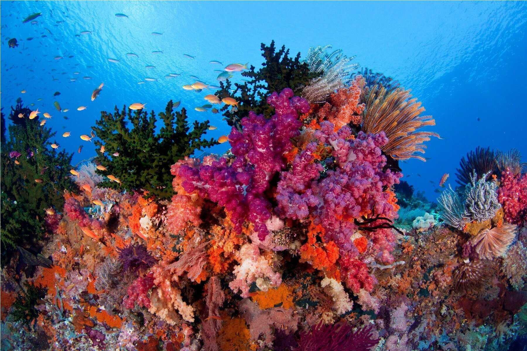 Как защитить коралловые рифы: 14 шагов
