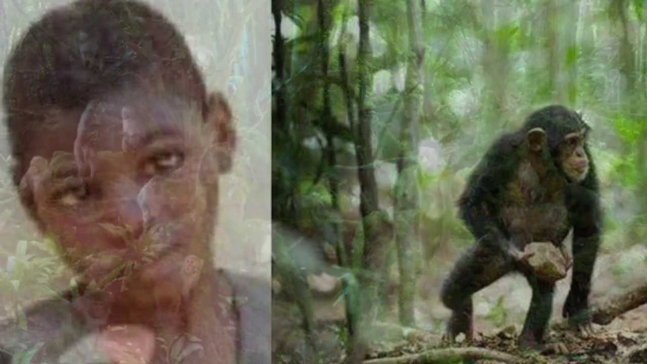 Жестокие нападения шимпанзе на людей