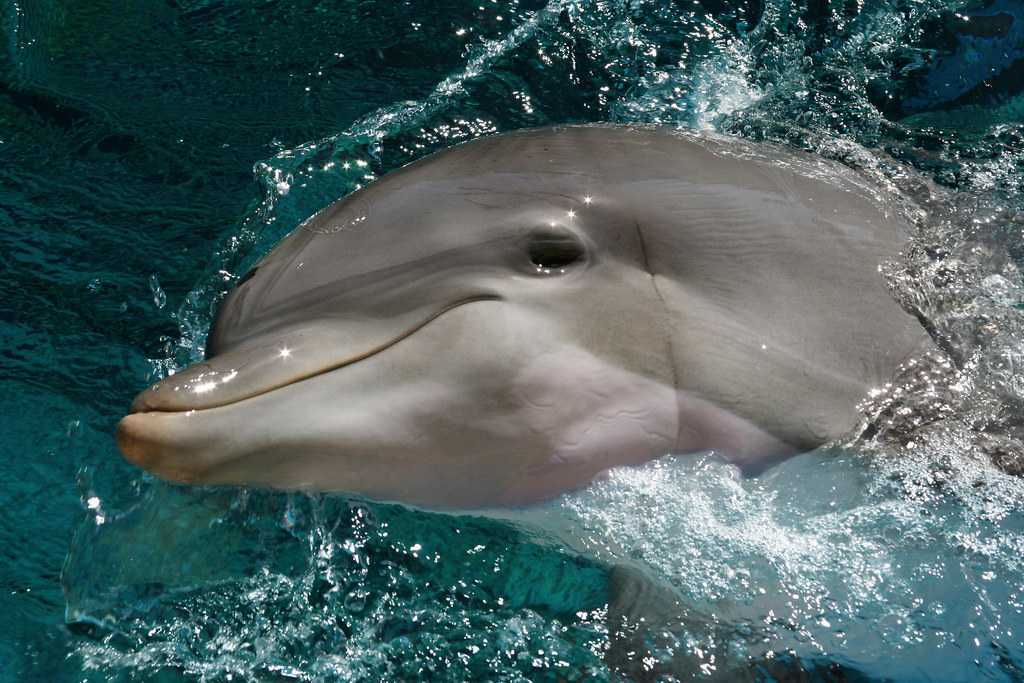 Как дельфины дышат во время шторма. дыхательная система. дельфин – описание и фотографии. как выглядит дельфин