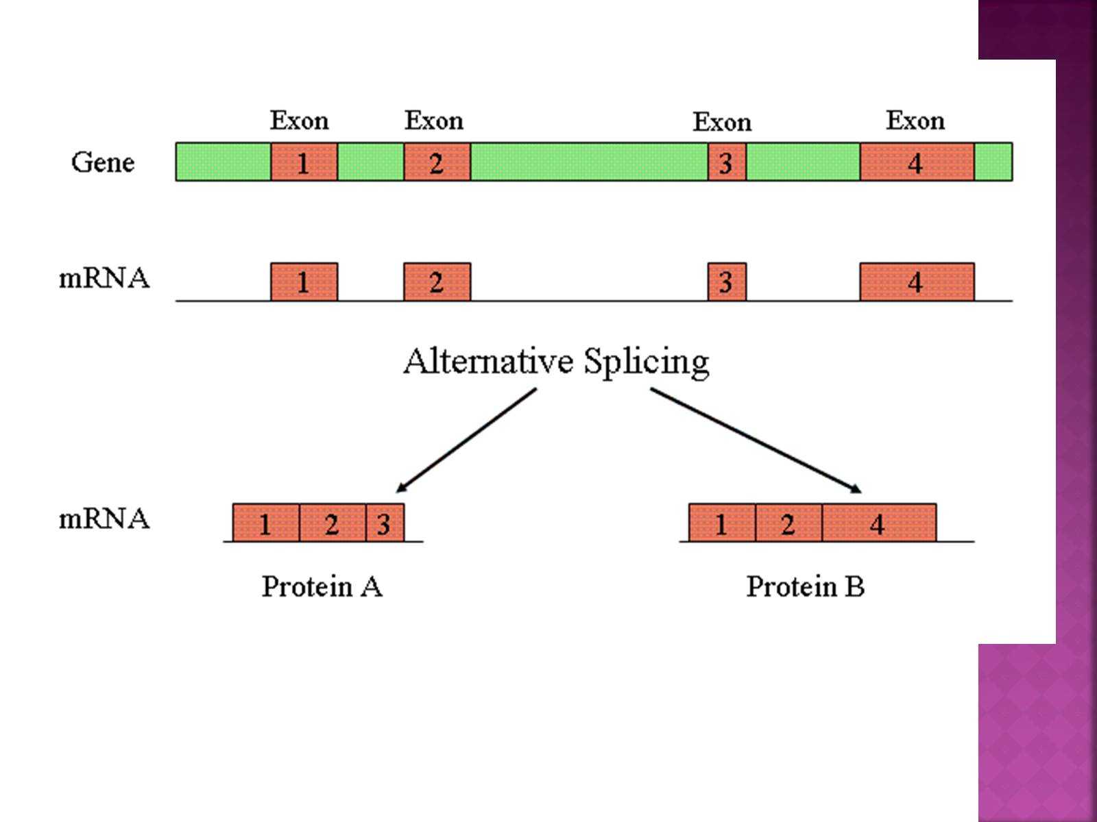 Альтернативный сплайсинг — механизм редактирования молекул РНК, благодаря которому на основе одного и того же гена может синтезироваться несколько вариантов изоформ белковой молекулы Анализ 400 млн фрагментов РНК из разных тканей и органов показал, что 94