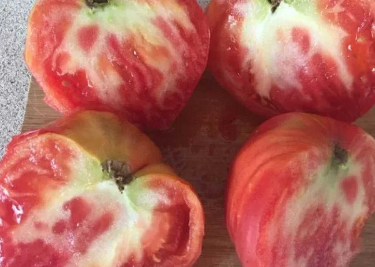 Почему не вызревают помидоры