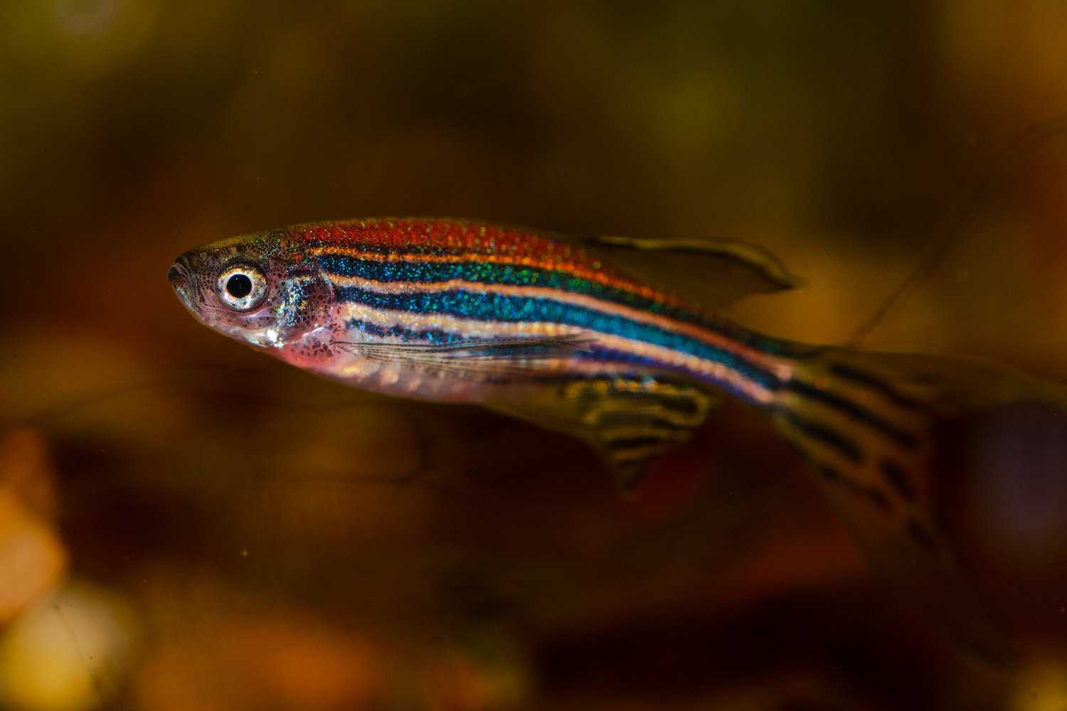 Данио рерио: фото рыбки, содержание и уход, размножение