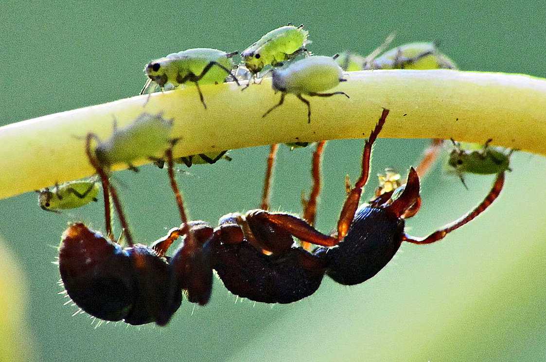 Кто ест гусеницу из птиц и других животных, млекопитающих
