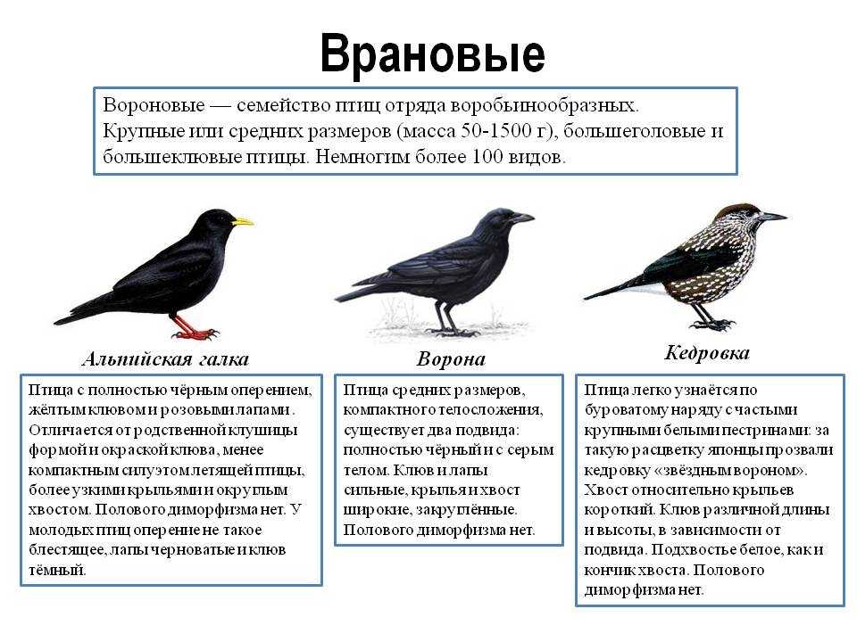 Размеры птиц сравнение. Семейство враные Галка. Врановые птицы классификация. Птицы семейства врановых. Врановые Воробьинообразные.