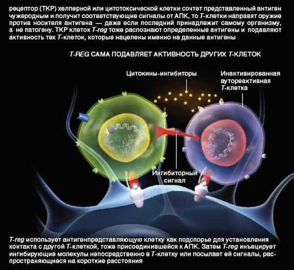 Реакция организма клетки на. Цитотоксические клетки. Цитотоксические т-клетки. Регуляторные иммунные клетки. Антигенпредставляющие клетки.